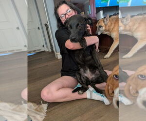 Mutt Dogs for adoption in garner, NC, USA