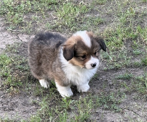 Medium Photo #3 American Corgi Puppy For Sale in PRYOR, OK, USA