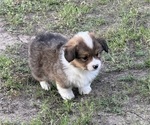 Small #2 American Corgi