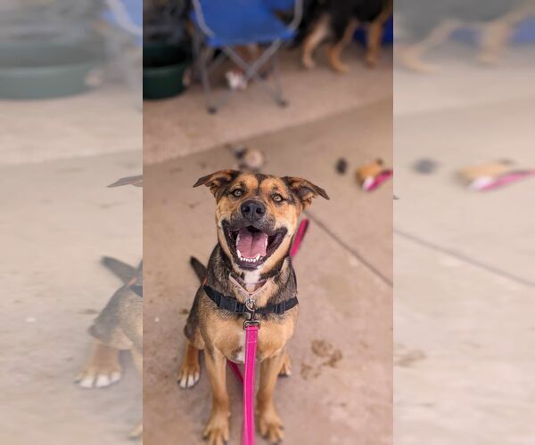 Medium Photo #4 American Staffordshire Terrier-German Shepherd Dog Mix Puppy For Sale in Cottonwood, AZ, USA