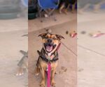 Small #3 American Staffordshire Terrier-German Shepherd Dog Mix