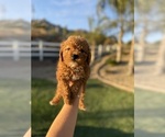 Puppy Puppy 6 Goldendoodle (Miniature)