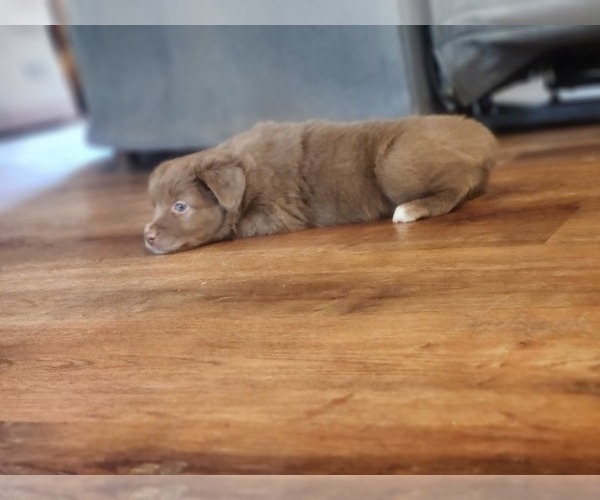 Medium Photo #6 Miniature Australian Shepherd Puppy For Sale in DALTON CITY, IL, USA