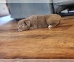 Small Photo #6 Miniature Australian Shepherd Puppy For Sale in DALTON CITY, IL, USA