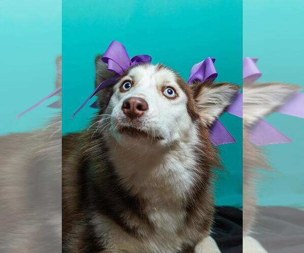 Medium Photo #3 Huskies -Unknown Mix Puppy For Sale in Calgary, Alberta, Canada