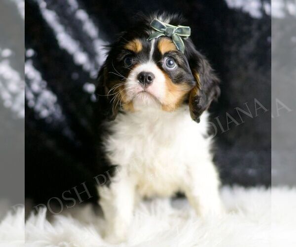 Medium Photo #2 Cavalier King Charles Spaniel Puppy For Sale in WARSAW, IN, USA