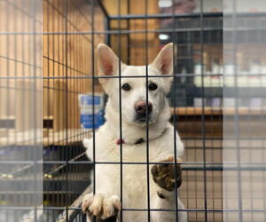 Toby GSD - Male German Shepherd Dog Dog for Adoption - Photo #25