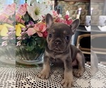 Small Photo #8 French Bulldog Puppy For Sale in VACAVILLE, CA, USA