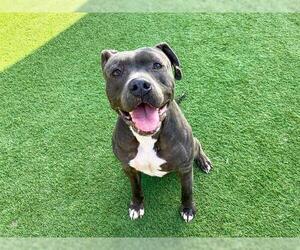 Mutt Dogs for adoption in Orange, CA, USA