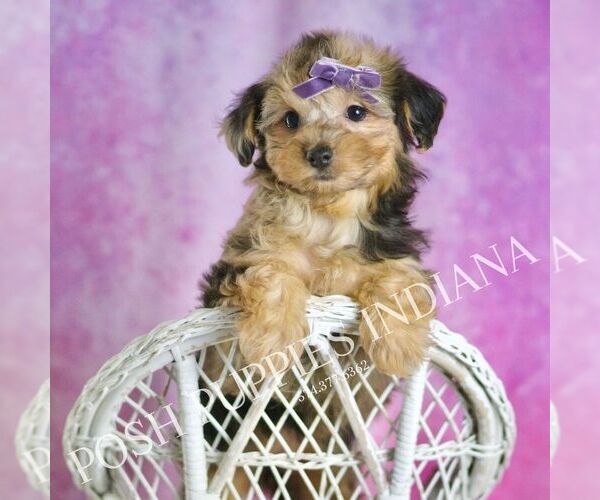Medium Photo #8 YorkiePoo Puppy For Sale in WARSAW, IN, USA