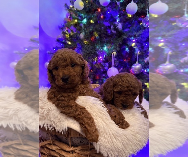 Medium Photo #1 Poodle (Miniature) Puppy For Sale in INMAN, SC, USA