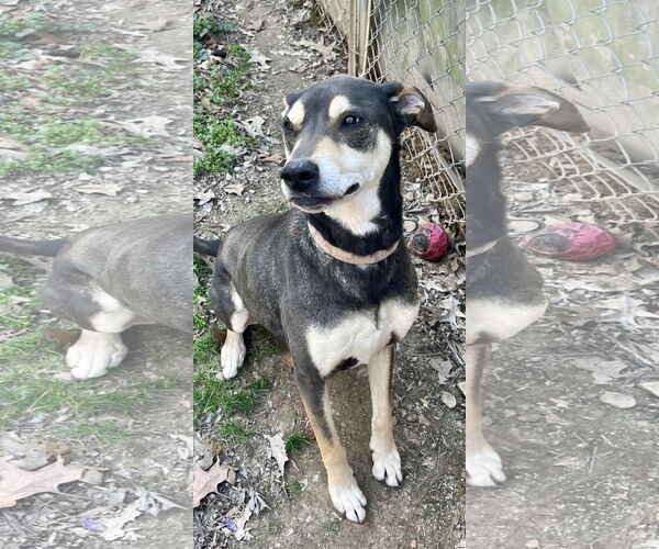 Medium Photo #3 Rottweiler-Unknown Mix Puppy For Sale in Munford, TN, USA