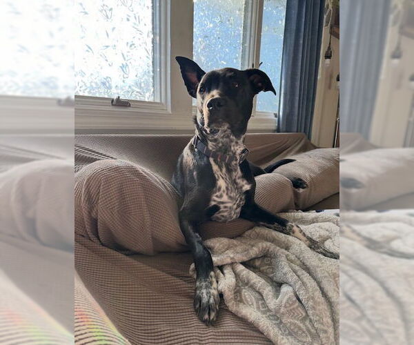 Medium Photo #3 Lab-Pointer Puppy For Sale in Minneapolis, MN, USA