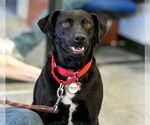 Small #12 Carolina Dog-Labrador Retriever Mix