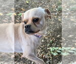 Small Photo #2 Chug Puppy For Sale in Fort Collins, CO, USA