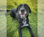 Small #8 Great Dane-Labrador Retriever Mix