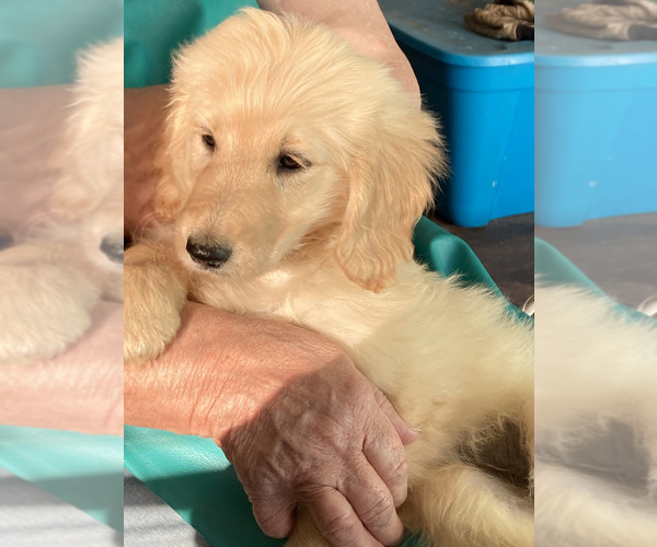 Medium Photo #2 Goldendoodle Puppy For Sale in FYFFE, AL, USA