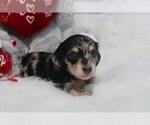 Small Dachshund