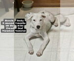 Small #2 Dalmatian Mix