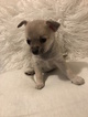 Small Photo #1 Chihuahua Puppy For Sale in TAMPA, FL, USA