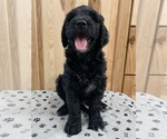 Puppy Toothless Goldendoodle