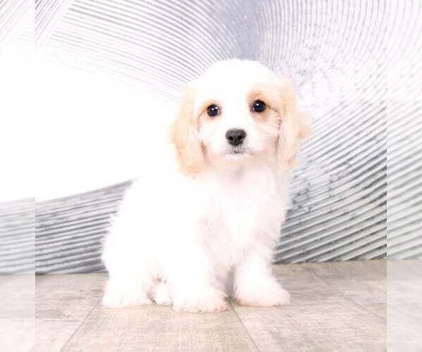 Medium Photo #3 Cavachon Puppy For Sale in MOUNT VERNON, OH, USA