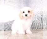 Small Photo #3 Cavachon Puppy For Sale in MOUNT VERNON, OH, USA