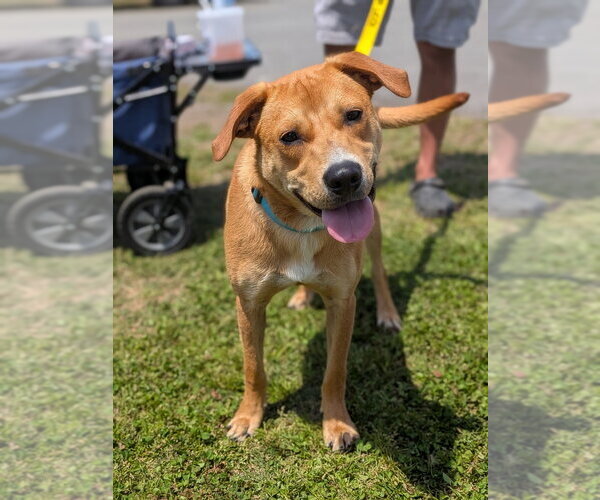Medium Photo #9 Labrador Retriever-Unknown Mix Puppy For Sale in garner, NC, USA