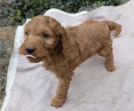 Small Photo #73 Irish Doodle Puppy For Sale in GOSHEN, IN, USA