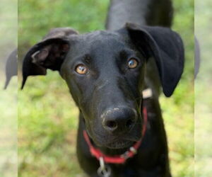 German Shorthaired Pointer-Unknown Mix Dogs for adoption in Canton, CT, USA