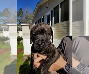 Medium Mastiff