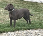 Small Photo #1 Labrador Retriever Puppy For Sale in WAKARUSA, IN, USA
