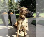 Small Photo #3 Great Dane-Unknown Mix Puppy For Sale in Brooklyn Center, MN, USA