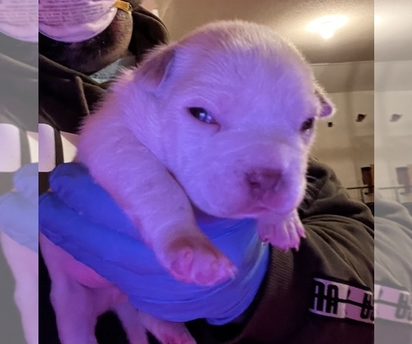 Medium Photo #8 American Bully Puppy For Sale in WALLINGFORD, CT, USA