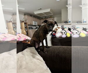 Italian Greyhuahua Dogs for adoption in The Woodlands, TX, USA