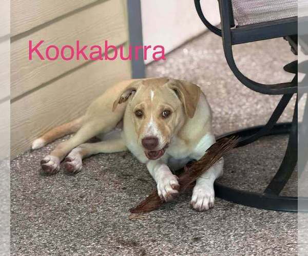 Medium Photo #3 Labsky Puppy For Sale in Elmsford, NY, USA