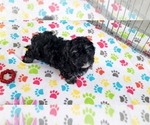 Small #6 Havanese