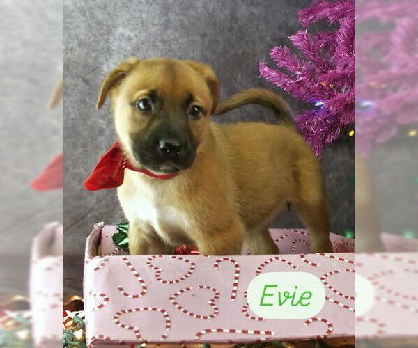 Medium Photo #6 Mutt Puppy For Sale in San Diego, CA, USA