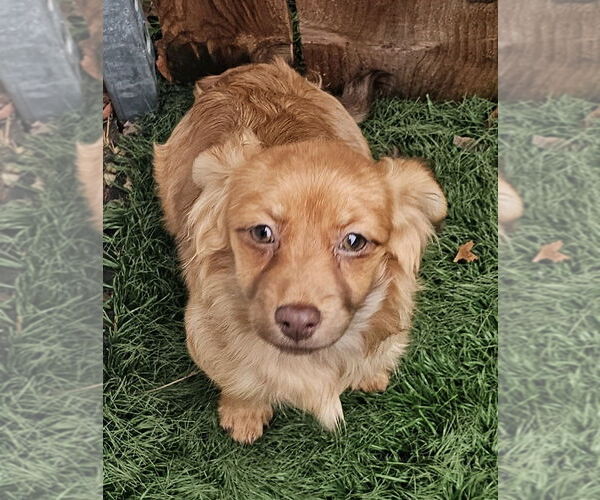 Medium Photo #2 Shiranian Puppy For Sale in Oakhurst, NJ, USA