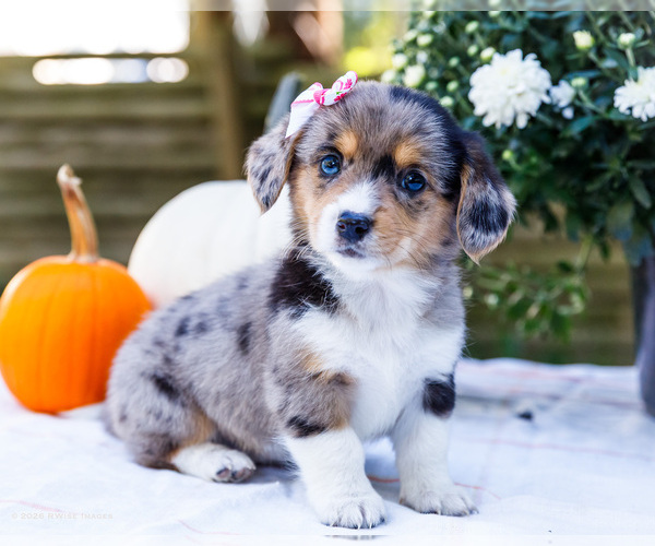 Medium Photo #9 Dorgi Puppy For Sale in WAKARUSA, IN, USA