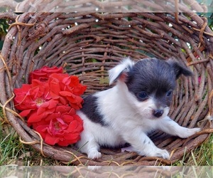 Chihuahua Puppy for sale in FRYTOWN, IA, USA