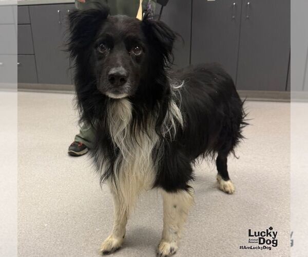 Medium Photo #3 Border Collie-Unknown Mix Puppy For Sale in Washington, DC, USA
