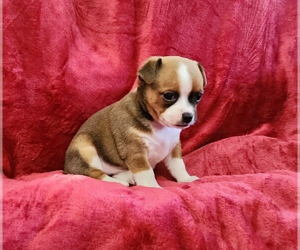 Medium Photo #29 Chihuahua Puppy For Sale in RUSTBURG, VA, USA