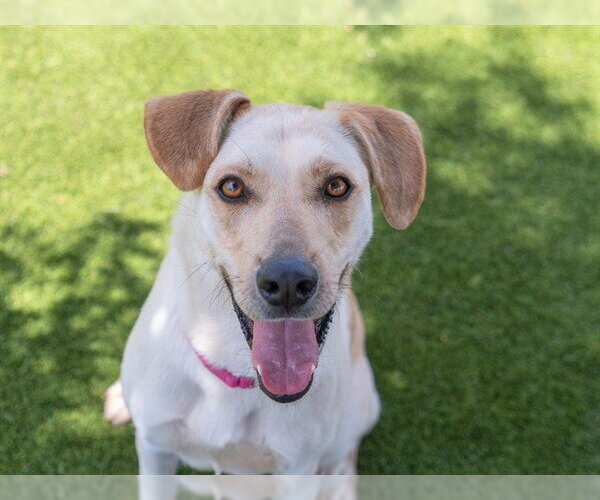 Medium Photo #4 Labrador Retriever-Unknown Mix Puppy For Sale in Martinez, CA, USA