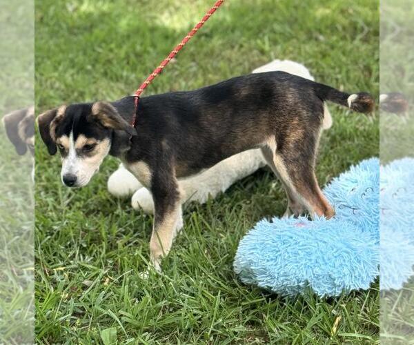 Medium Photo #3 Huskies -Unknown Mix Puppy For Sale in Yardley, PA, USA