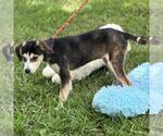 Small #2 Huskies  Mix