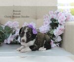 Puppy Brownie Bordoodle
