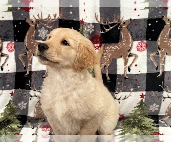 Medium Photo #2 Golden Retriever Puppy For Sale in SACRAMENTO, CA, USA