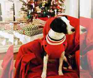 Beagle-Border Collie Mix Dogs for adoption in ATL, GA, USA