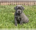 Small Cane Corso